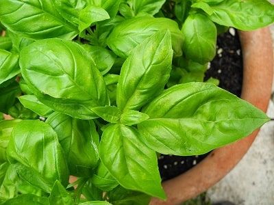 5 Aromatic Plants for you Home Garden