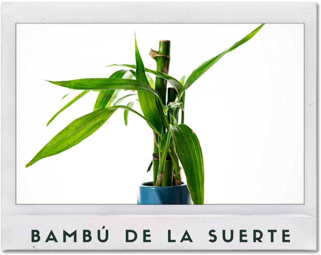 Planta bambú de la suerte