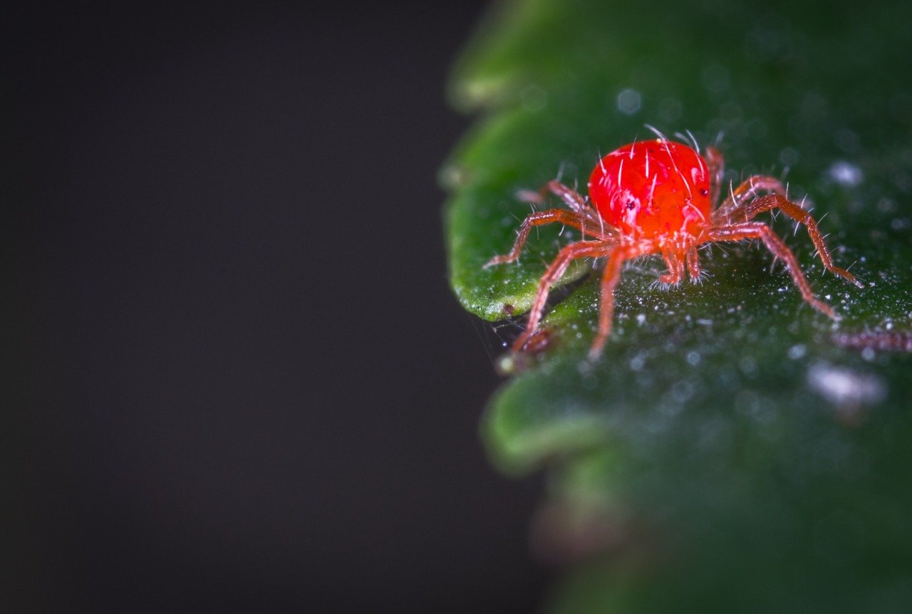 Araña roja, plaga de jardín