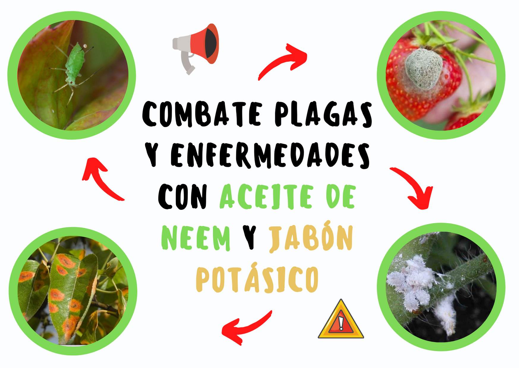 Neem Oil and Potassium Soap How to Fight Pests and Diseases in Your Garden Your Gardening Site